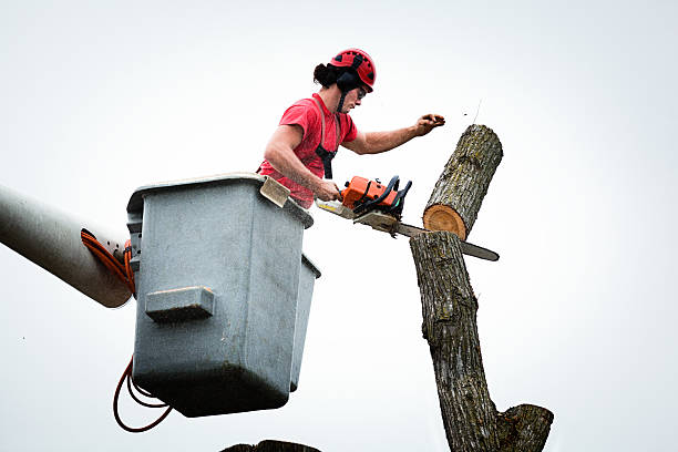 How Our Tree Care Process Works  in  Chanute, KS