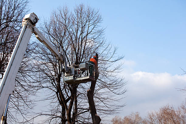 Tree Services